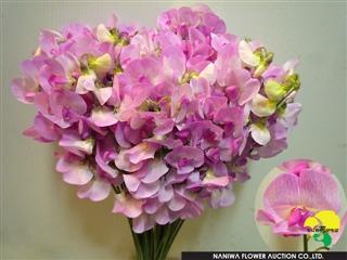 Lathyrus latifolius Pink(Stem Cut).jpg